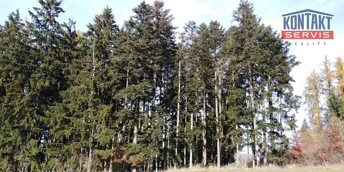 Prodej lesa 10142 m²